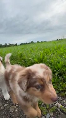 Yavrular keyifli maceraları sırasında yemyeşil bir arazide manzaralı çakıl patikalarını keşfediyorlar.