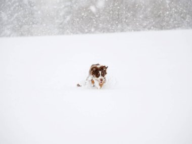 Karda köpek oynuyor. Köpek kahverengi ve beyazdır.
