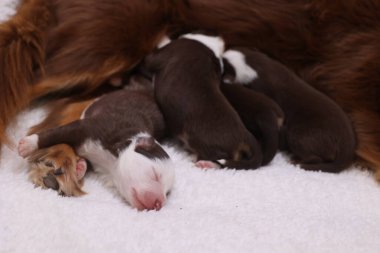 Yavru köpekler beyaz bir battaniyenin üzerinde uyuyorlar. Yavrular çok tatlı ve sevimli.