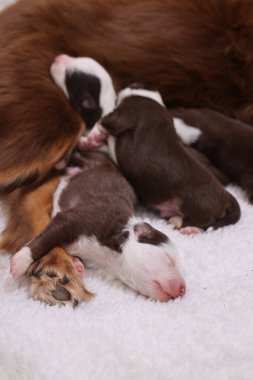 Bir grup köpek yavrusu beyaz bir battaniyenin üzerinde uyuyor. Yavrular çok tatlı ve sevimli.