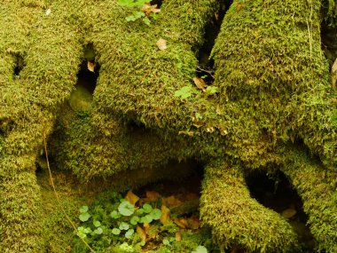 Yeşil yosunlu yosunlu kütük. Yosun, kütüğü kalın bir katmanla kaplıyor, nemli ve topraksı bir görünüm veriyor.