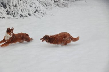 İki köpek karda oynuyorlar. Biri kahverengi ve diğeri beyaz. Kahverengi köpek koşuyor ve beyaz köpek onu takip ediyor.