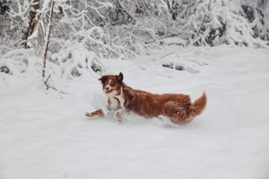 Köpek karda koşuyor, soğuk havanın tadını çıkarıyor. Köpek kahverengi ve beyaz, ve karda oynarken harika zaman geçiriyor.