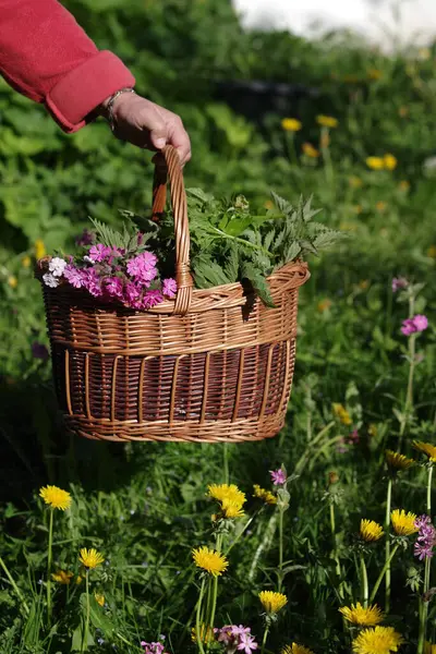 Bir sepet dolusu çiçek ve bitki tarlada bir insan tarafından tutuluyor. Sepet, bazıları sarı ve pembe olmak üzere çeşitli bitkilerle dolu.