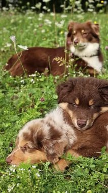 Üç kahverengi ve beyaz köpek bir çim tarlasında uzanıyorlar. Köpeklerden biri sırt üstü yatarken, diğer ikisi yan yatıyorlar. Köpekler çim tarlasını seviyor gibi görünüyor.