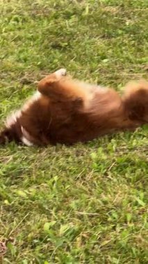 Şirin ve oyuncu bir köpek yeşil çimlerin üzerinde enerjik bir şekilde yuvarlanıyor, açık hava oyun zamanının tadını çıkarıyor.