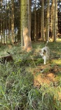 Neşeli yavruların keyfini çıkarın. Neşeli, canlı, yemyeşil bir ormanı keşfedin. Sonsuz merak ve sihirle dolu.