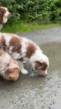İki inanılmaz sevimli köpek neşeyle su birikintilerini keşfediyor. Güzel doğada eğlenceli ve eğlenceli bir yürüyüş sırasında.