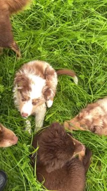 Sevimli yavrular yemyeşil çimenlerde oynayarak neşeli ve masum anlarını güzel bir şekilde yakalıyorlar.