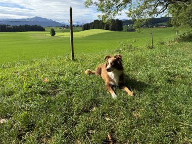 Huzurlu ve huzurlu bir köpek, manzaralı tepelerle çevrili canlı çimenlik bir arazide rahatça dinleniyor.