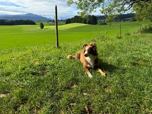 Huzurlu ve huzurlu bir köpek, manzaralı tepelerle çevrili canlı çimenlik bir arazide rahatça dinleniyor.
