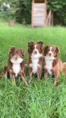 Parkta, üç oyuncu köpek yeşil çimlerde oturur, büyüleyici ve sevimli kişiliklerini sergilerler.