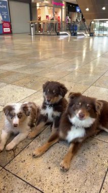 Üç sevimli yavru, hayat dolu hareketli bir alışveriş ortamında huzur içinde uzanıyorlar.