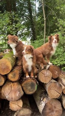 Üç neşeli ve enerjik köpek, bereketli yeşilliklerle çevrili büyük bir kütük yığınının üzerinde neşeli bir şekilde poz veriyorlar.
