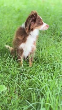 Büyüleyici bir köpek yemyeşil çimenlerde huzur içinde oturur, sükunetin ve açık hava eğlencesinin özünü yakalar..