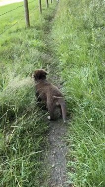 Kahverengi köpek uzun otların arasında yürüyor. Köpek otların arasında bir şeye bakıyor.
