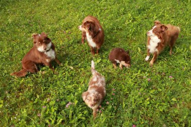 Bir grup köpek otlak bir alanda duruyor. Köpekler kahverengi ve beyazdır. Hepsi birbirine yakın duruyor.