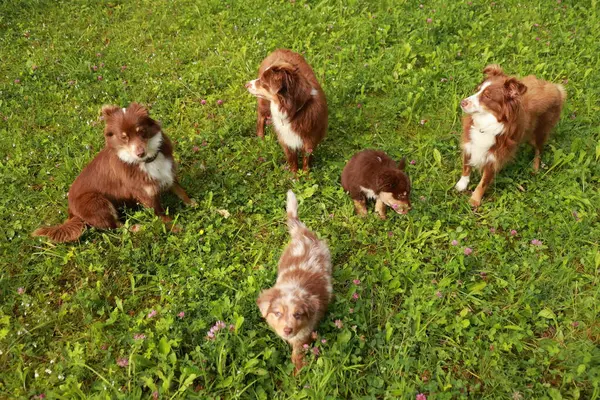 Bir grup köpek otlak bir alanda duruyor. Köpekler kahverengi ve beyazdır. Hepsi birbirine yakın duruyor.