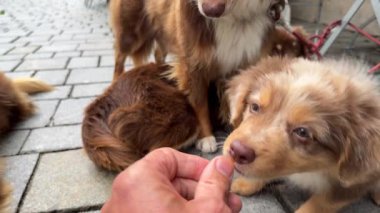 Şirin bir köpek yavrusu, diğer meraklı köpekler neşe dolu, açık hava ortamlarına bakarken hevesle bir ziyafet çeker.