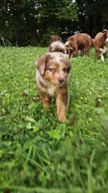 Bir grup köpek otlak bir alanda oynuyorlar. Köpeklerden biri yavru köpek.