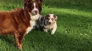 Çimenli bir arazide iki köpek duruyor. Biri diğerinden daha büyük.