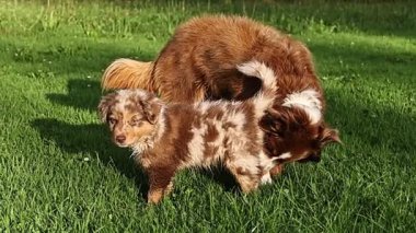 Çimenli bir alanda oynayan iki köpek. Biri kahverengi ve beyaz, diğeri kahverengi ve bronzdur.