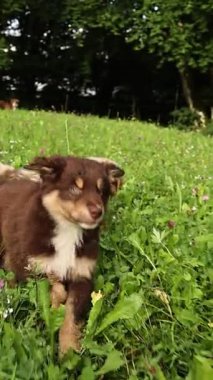 İki yavru çiçek tarlasında koşuyor. Yavrulardan biri dudaklarını yalıyor. Sahne neşeli ve neşeli.