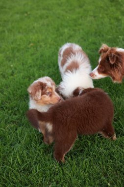Otlak bir alanda üç köpek oynuyor. Köpeklerden biri bir köpek yavrusu. Yavrular kahverengi ve beyaz.