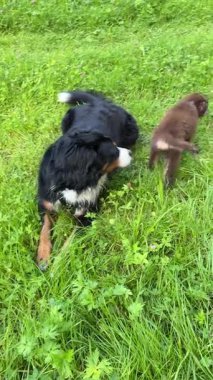 İki sevimli ve oyuncu köpek neşe içinde güneşin altında canlı, yemyeşil bir alanda gezip eğleniyorlar.