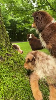 Meraklı yavrular, güzel yemyeşil bir çevrede eğlenirken yosunlu bir ağacı neşeyle keşfediyorlar.