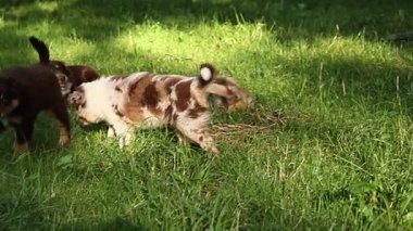 Otlak bir alanda oynayan üç yavru köpek. Yavrulardan biri kahverengi ve beyaz. Diğer ikisi kahverengi.