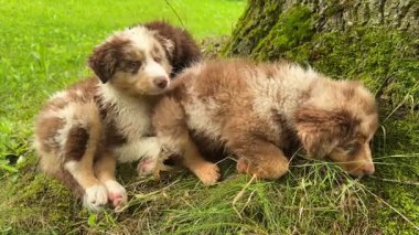 İki kabarık tüylü köpek yavrusu ağaçların yakınındaki yemyeşil çimlerde oynarken güneşli güzel bir günün tadını çıkarıyorlar.