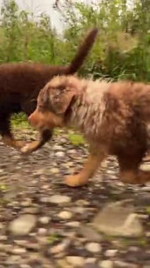 Two adorable, fluffy puppies are running joyfully and playfully along a gravel path in a beautiful green environment