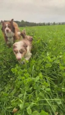 Two playful dogs frolic joyfully in the vibrant green grass, enjoying a carefree day outdoors, full of excitement