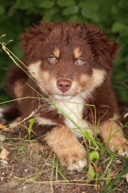 Brown and white dog is laying in the grass. The dog is looking at the camera with its mouth open