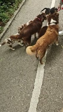 Group of dogs are walking down a sidewalk, with one of them being a mix of brown and white