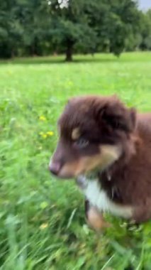 A playful and energetic brown puppy runs joyfully across a vibrant green field, showcasing outdoor fun and pure energy