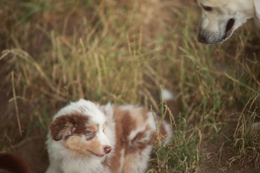 Küçük kahverengi ve beyaz köpek daha büyük bir köpeğin yanında çimenlerde yatıyor. Küçük köpek, büyük köpeğe bakıyor gibi görünüyor.
