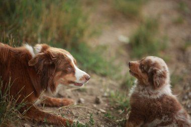 Çimenli bir alanda iki köpek yan yana duruyor. Köpeklerden biri yerde yatıyor.