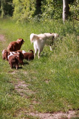 Bir grup köpek otlak bir arazide bir patikada yürüyorlar. Köpekler kahverengi ve beyaz da dahil olmak üzere farklı boyutlarda ve renklerdedir. Sahne huzurlu ve sakin.