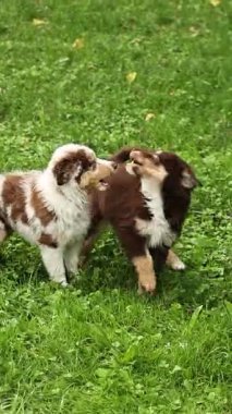 Two energetic and playful puppies joyfully enjoying their time outdoors in a beautiful lush green field