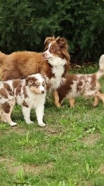 Dog is playing with two other dogs in a grassy area. The dogs are brown and white