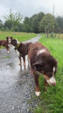 Two playful, wet dogs are joyfully having fun on a gloomy rainy day on a gravel path amidst lush greenery
