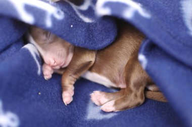 Küçük kahverengi bir köpek yavrusu mavi bir battaniyenin üzerinde uyuyor. Battaniye köpek yavrusunun etrafına sarılmış ve çok rahat..