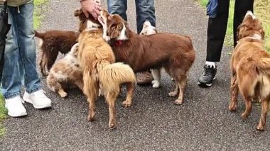 Group of dogs are playing together on a sidewalk. One of the dogs is wearing a leash