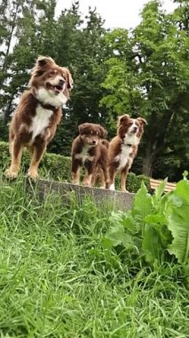 Three brown and white dogs are standing on a grassy hillside. They are all smiling and seem to be enjoying themselves