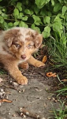 Brown and white dog is laying in the grass. The dog is looking at the camera. The grass is green and the ground is brown