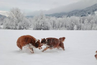 İki köpek karda oynuyor, biri kahverengidir ve diğeri beyazdır. Sahne neşeli ve neşeli.