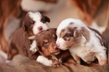Three puppies are laying on a bed, one of which is brown and white. The other two are brown and white as well