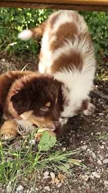 Two dogs are playing in the grass. One is brown and white and the other is brown and black